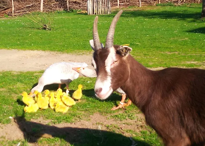 Hof Hanau * Dorgenhausen