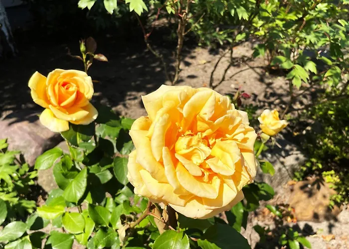 农家乐 Hof Hanau *